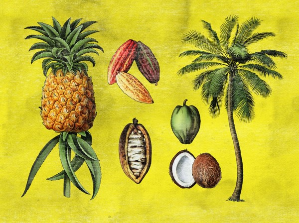 cocosannanas