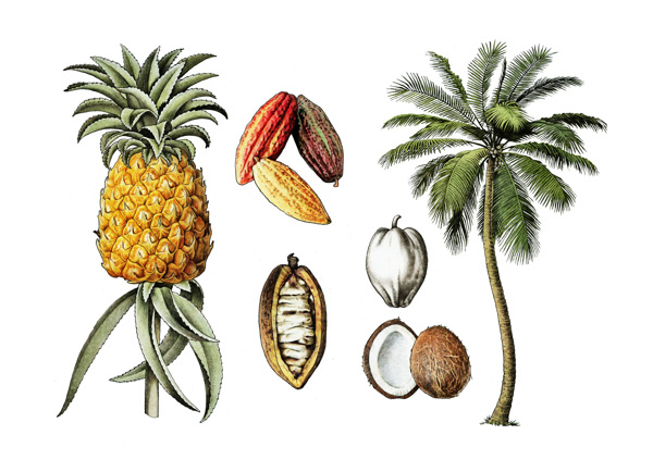 cocosannanas
