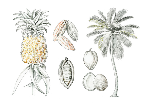 cocosannanas