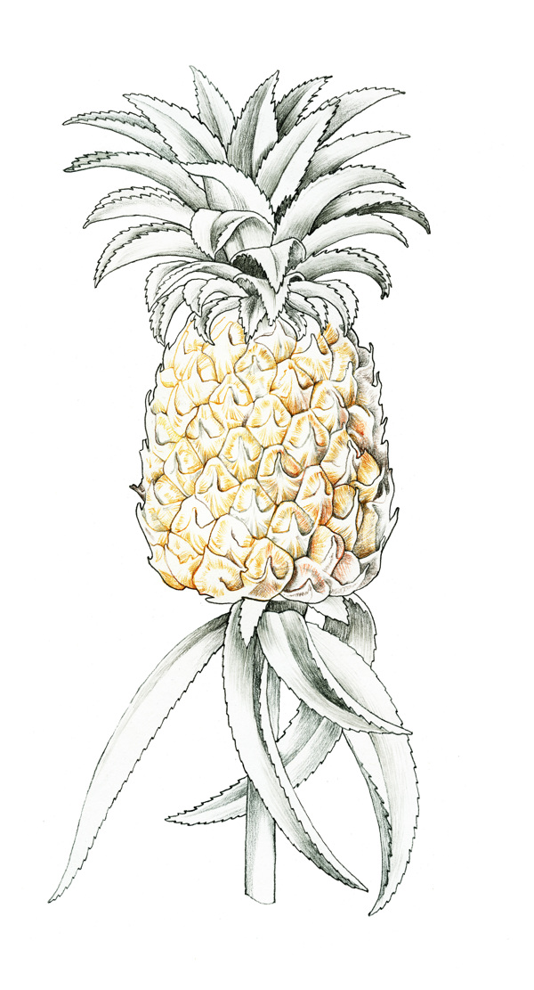 cocosannanas