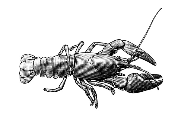 crayfish