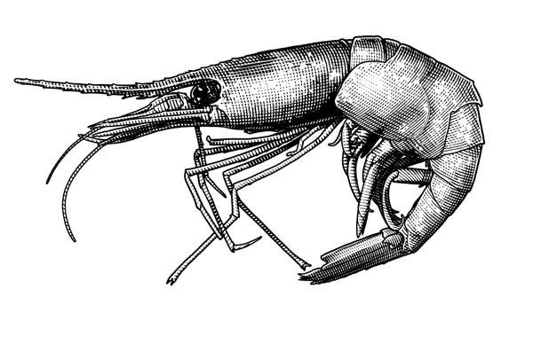 crayfish