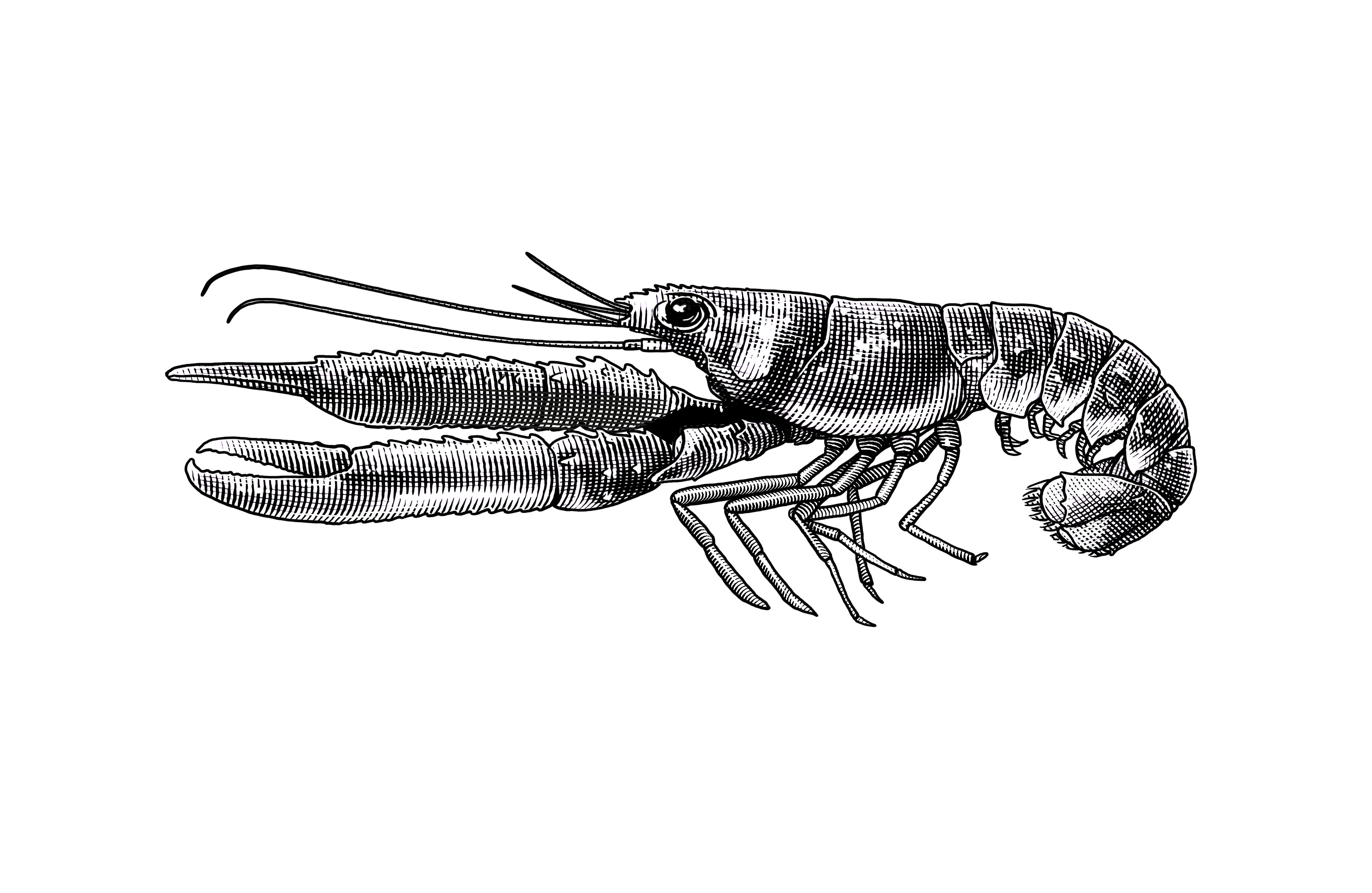 crayfish