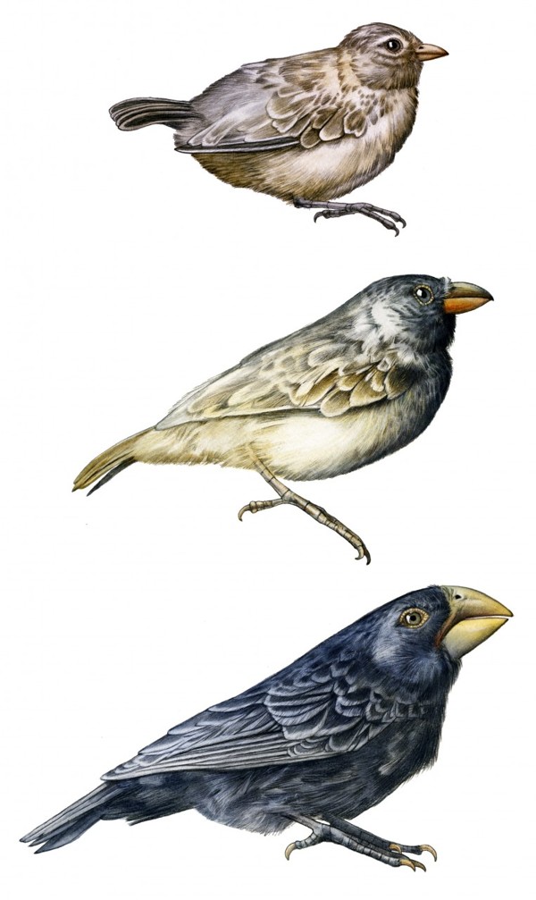darwinfinch