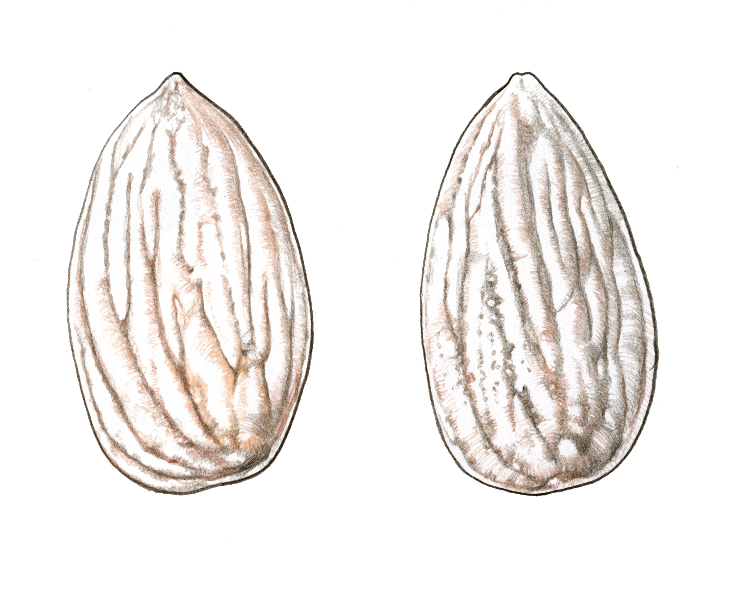 estrellanuts