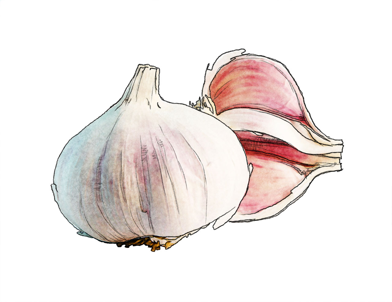 garlic
