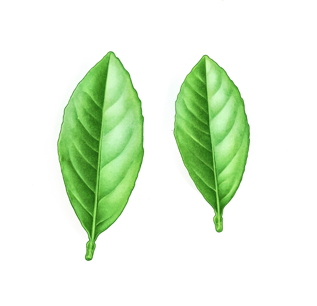 gingerlime