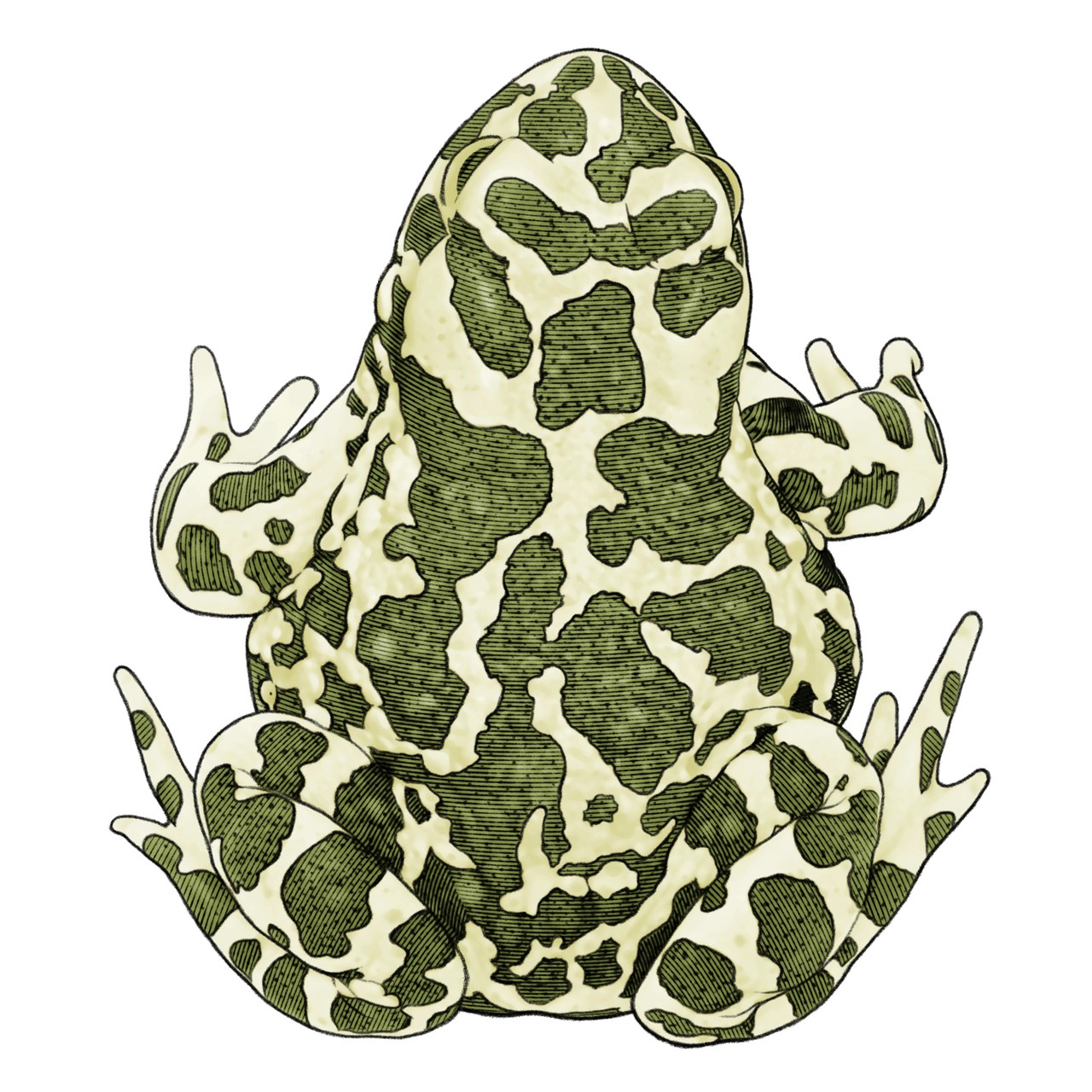 gronflackigpadda