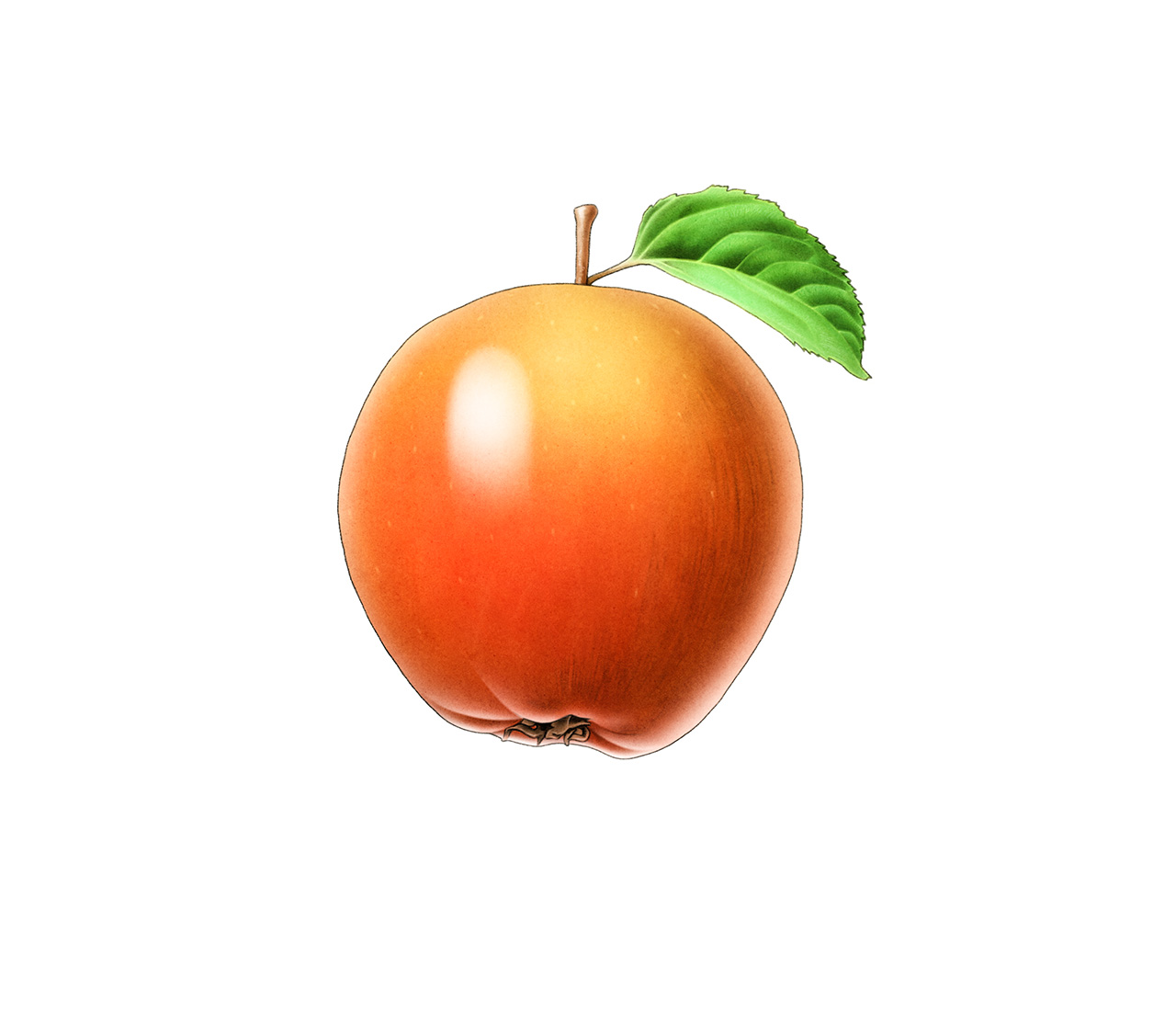 havrepple