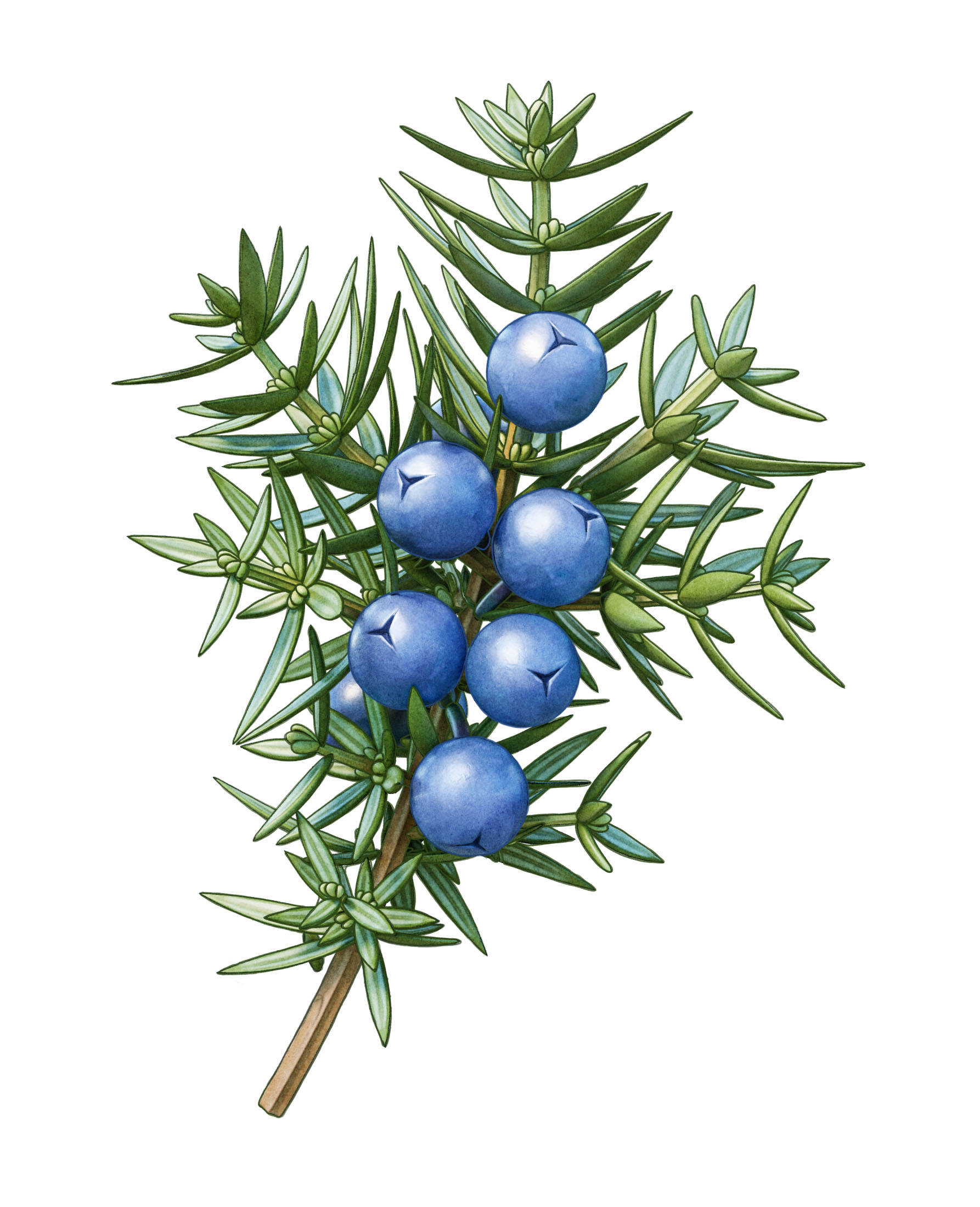 juniper
