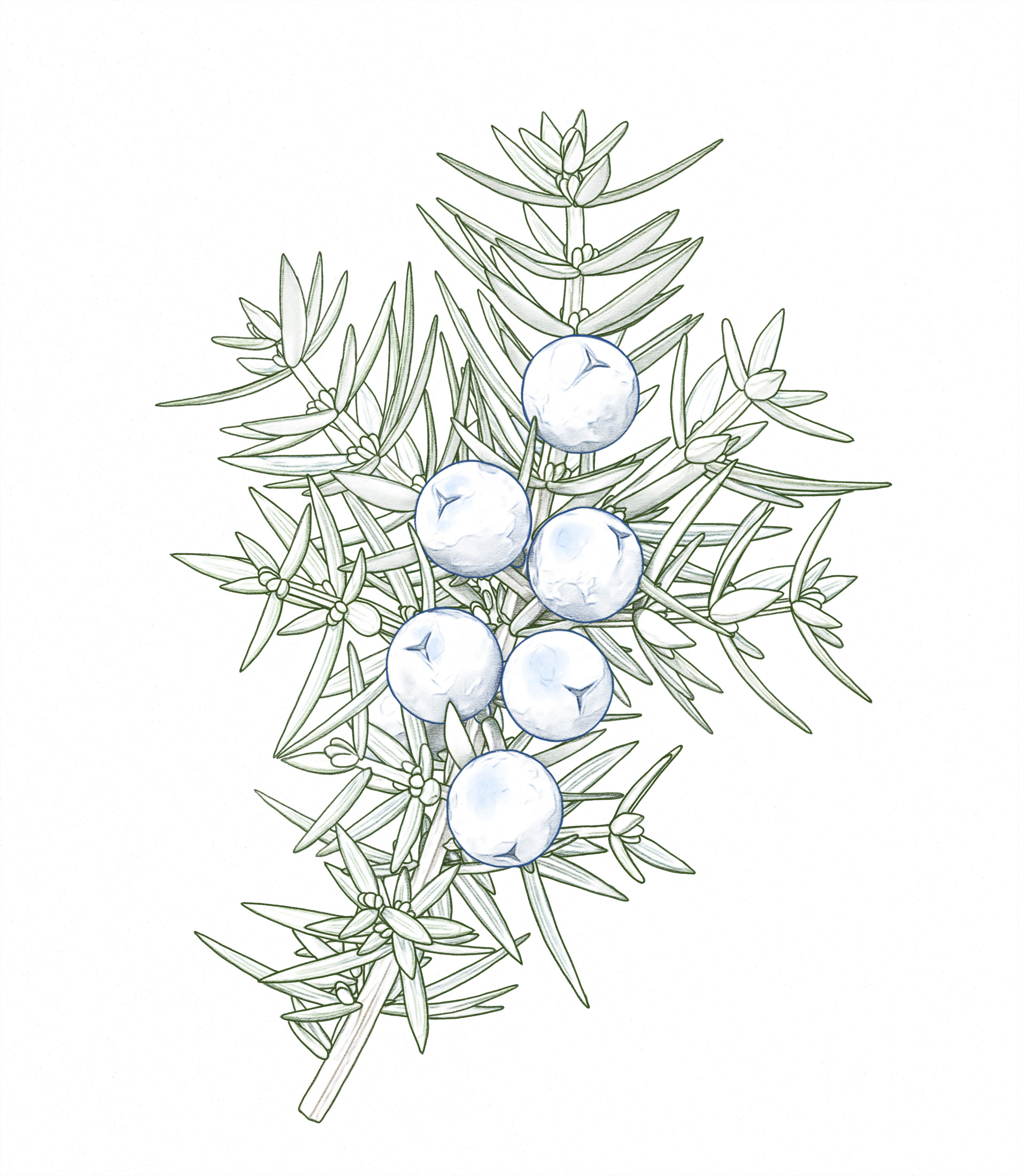 juniper