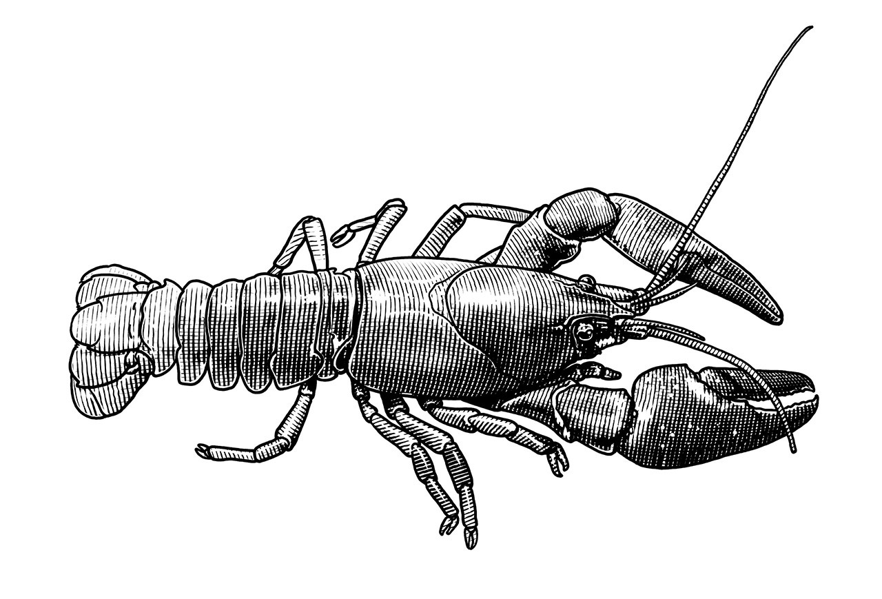 krafta