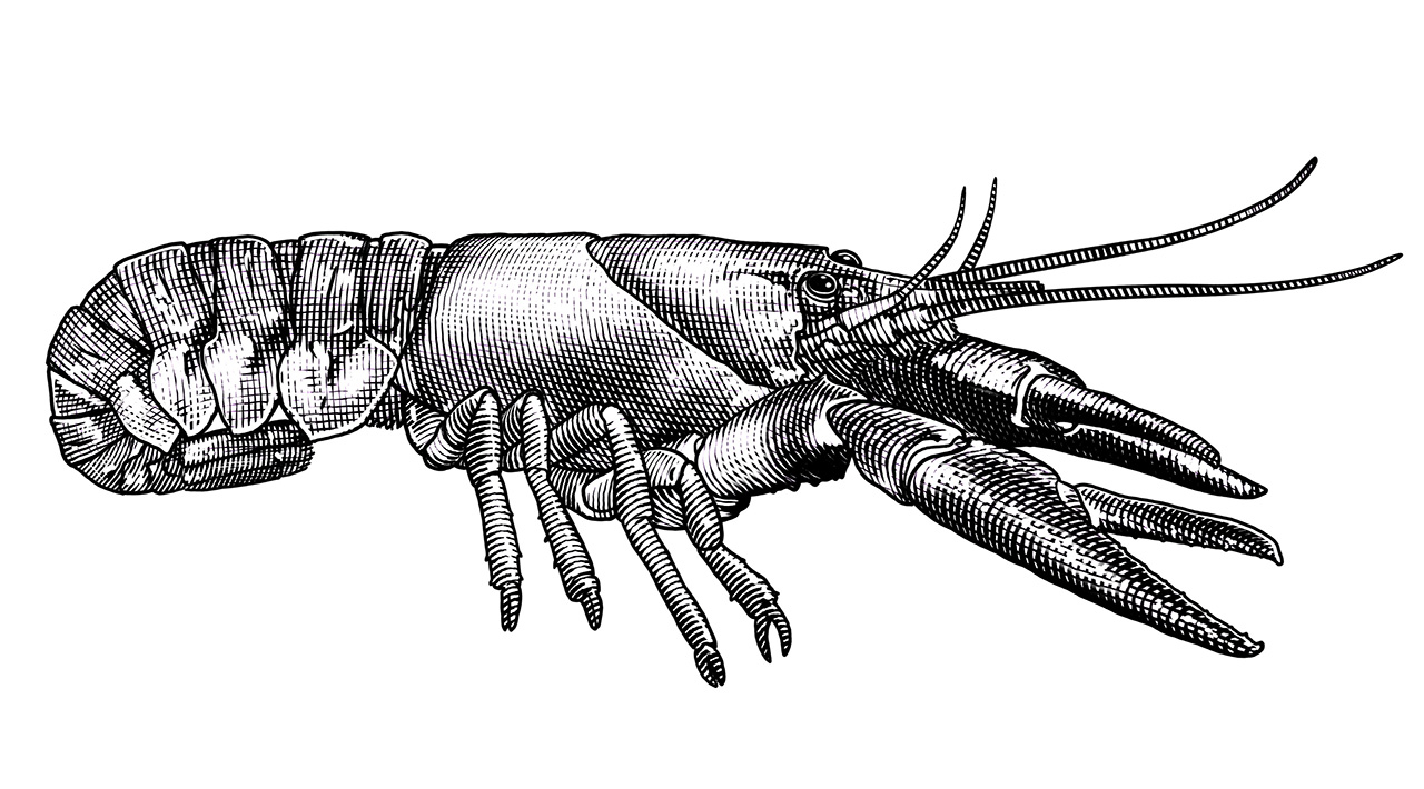krafta