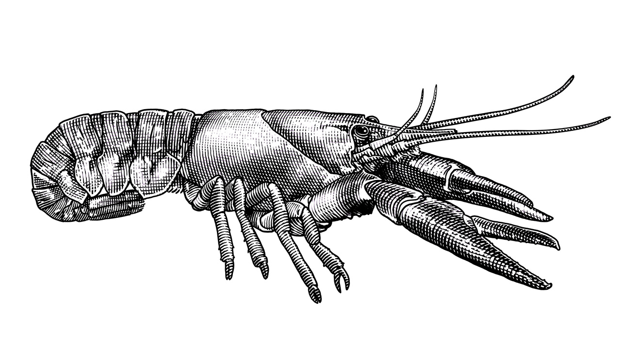 krafta