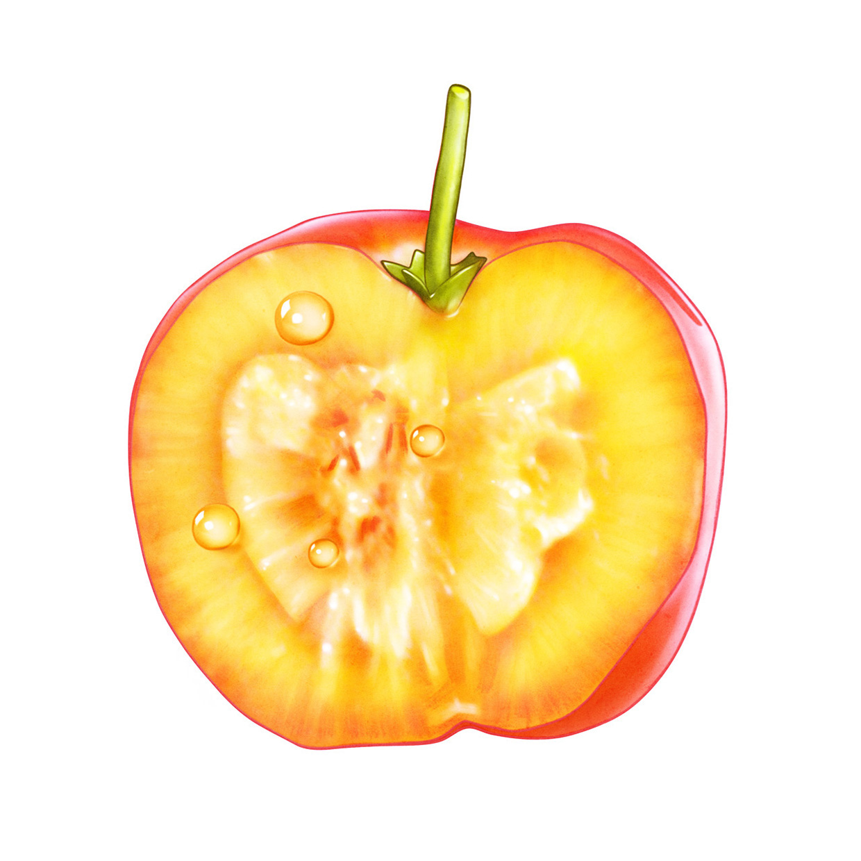 lakerolacerola
