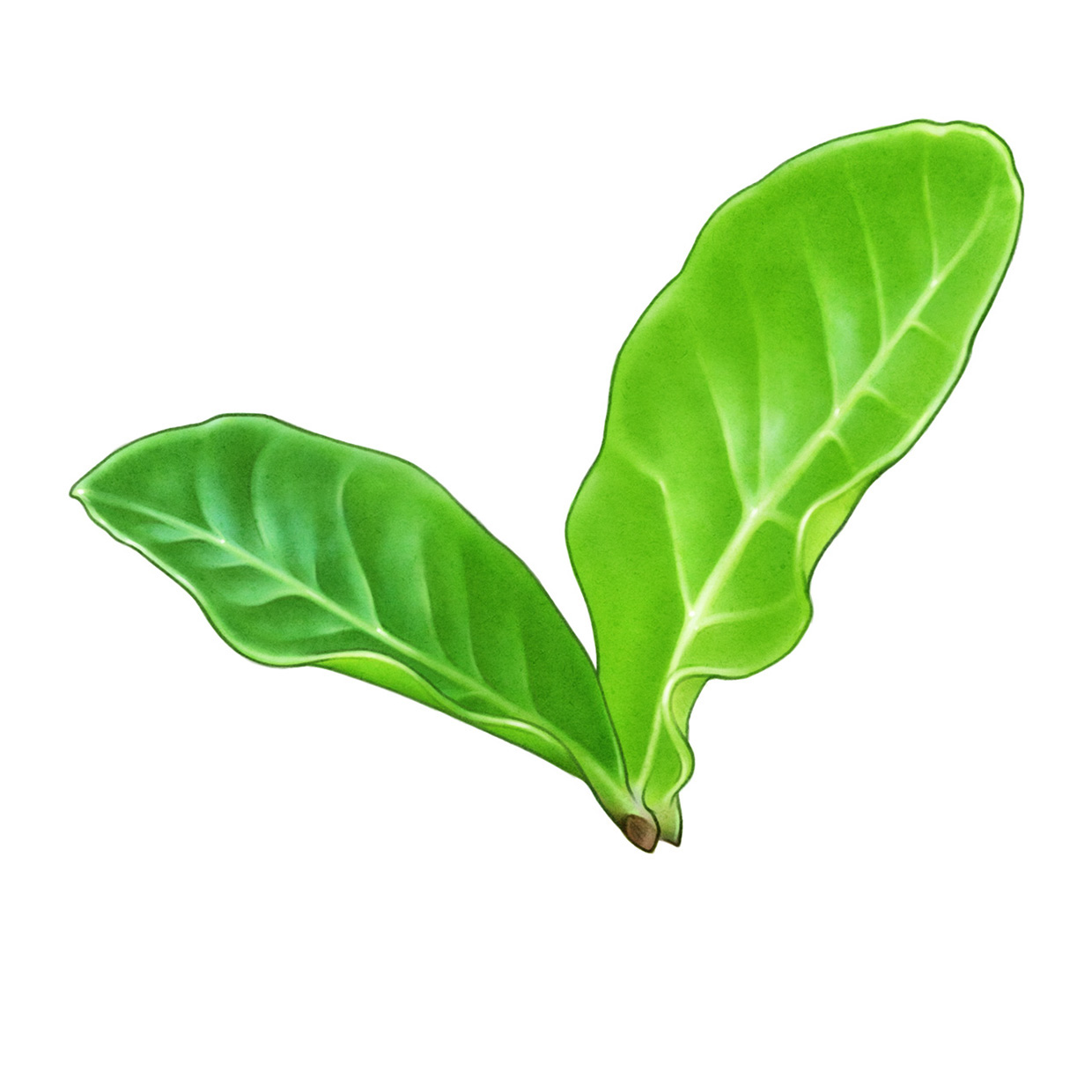 lakerolacerola