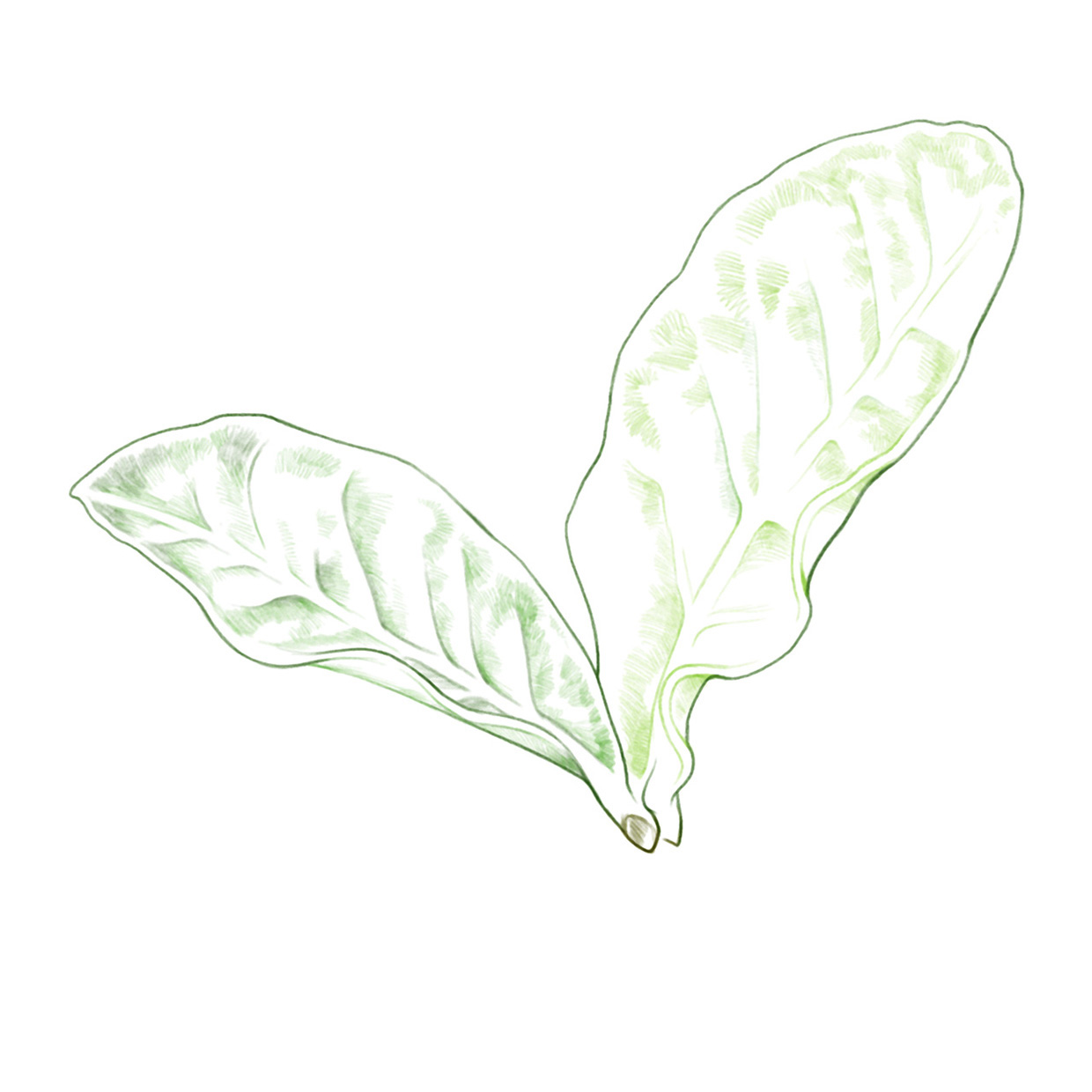 lakerolacerola