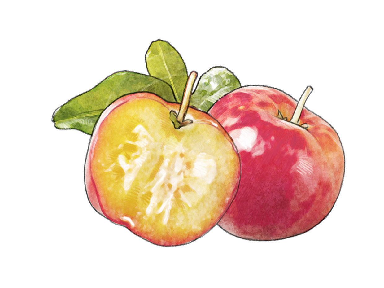 lakerolacerola