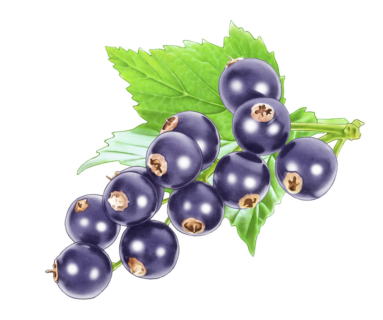 lakerolcassis