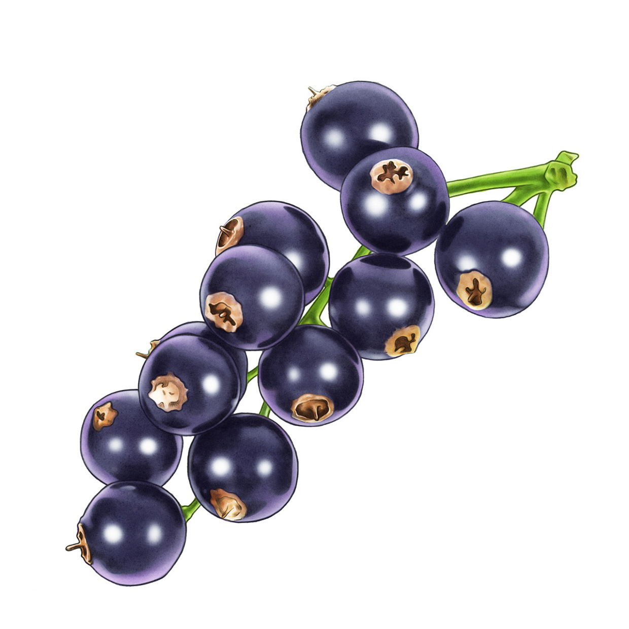 lakerolcassis