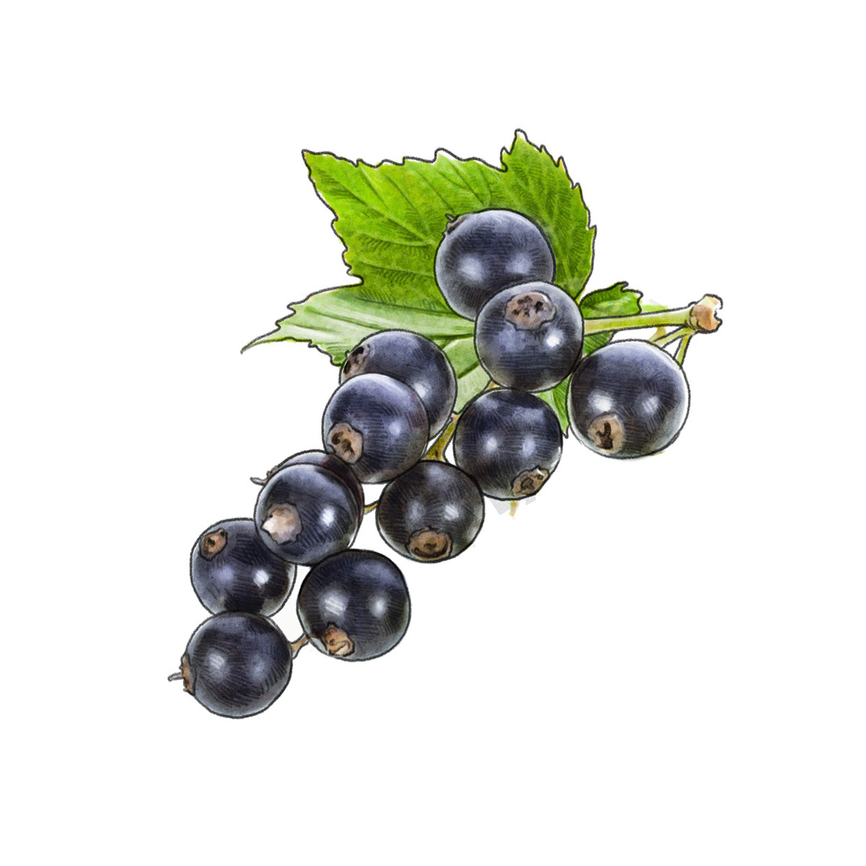 lakerolcassis
