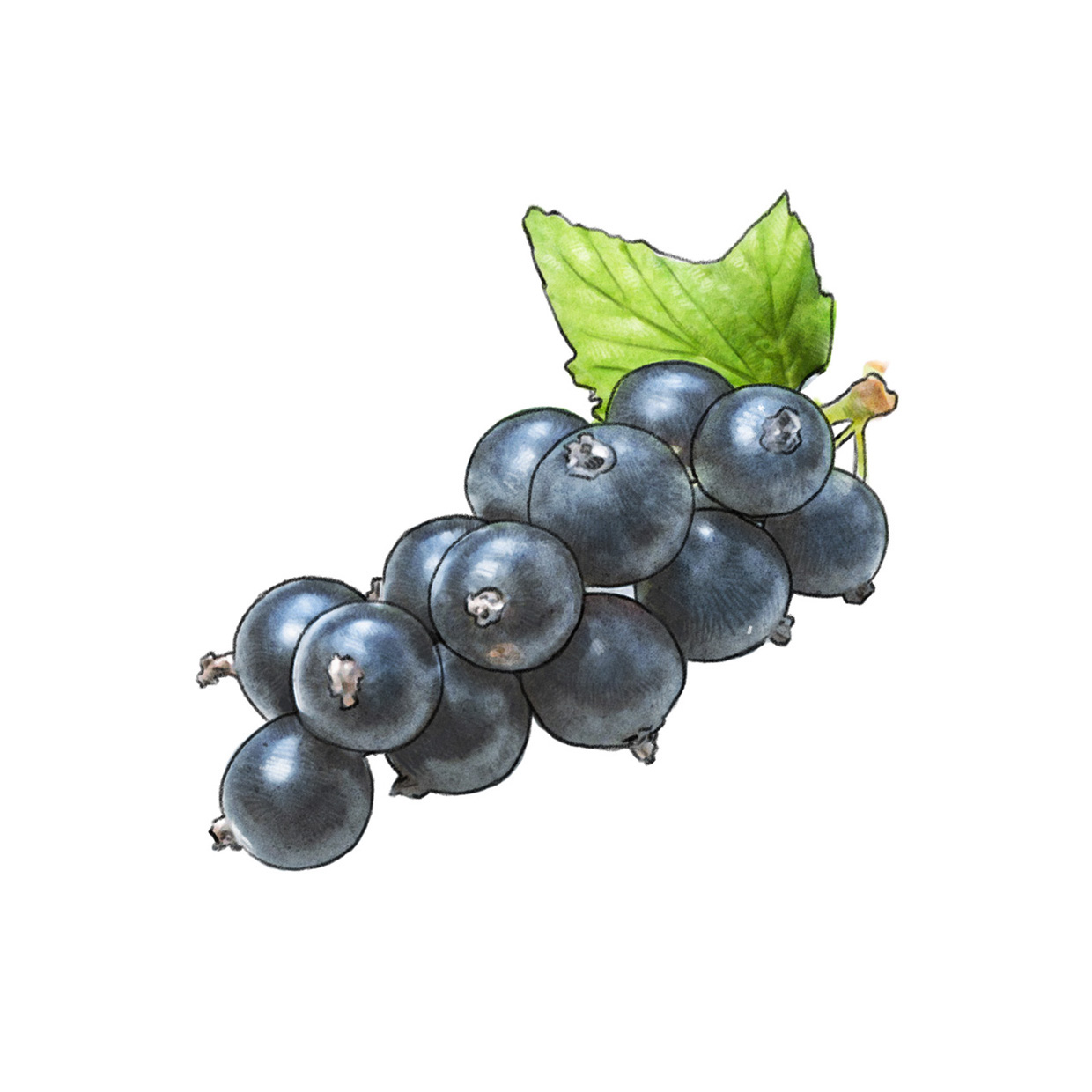 lakerolcassis