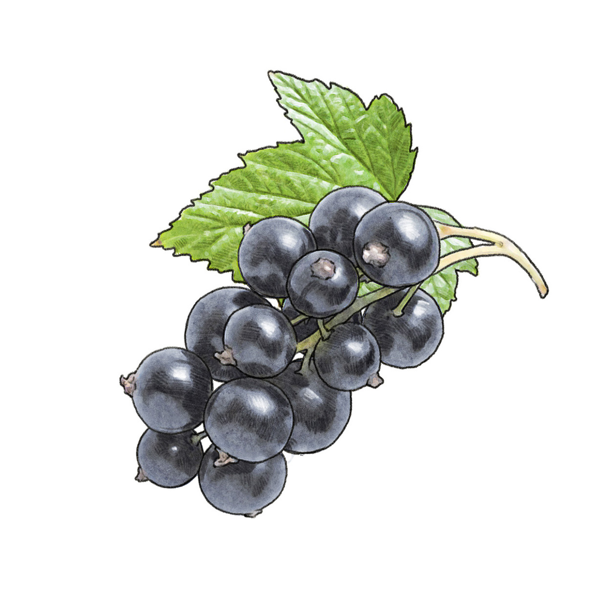 lakerolcassis