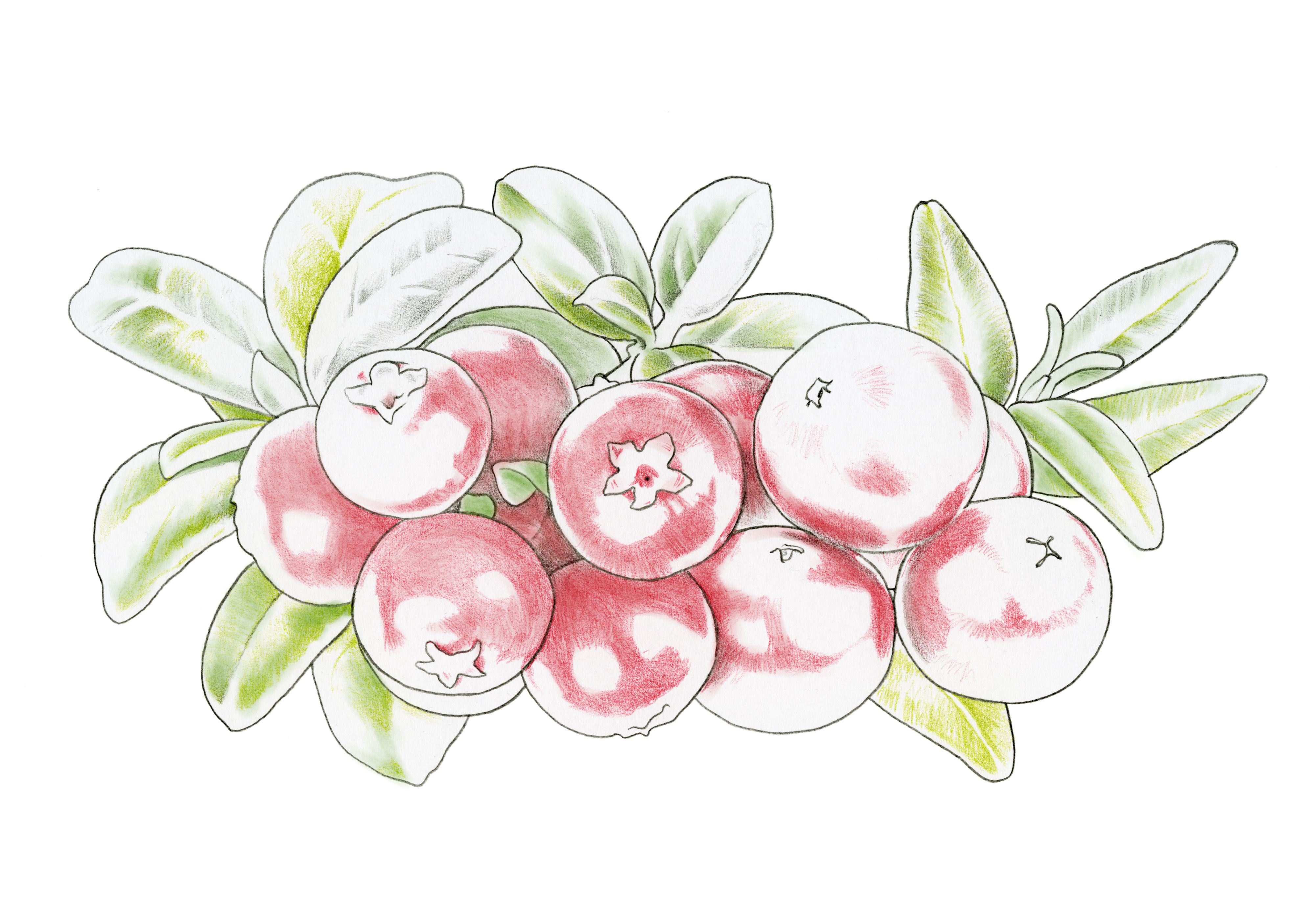 lingonberry
