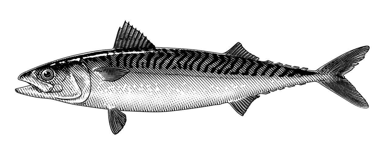 makrill