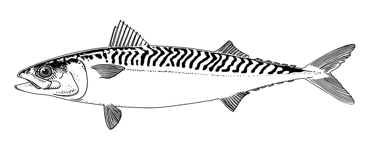 makrill