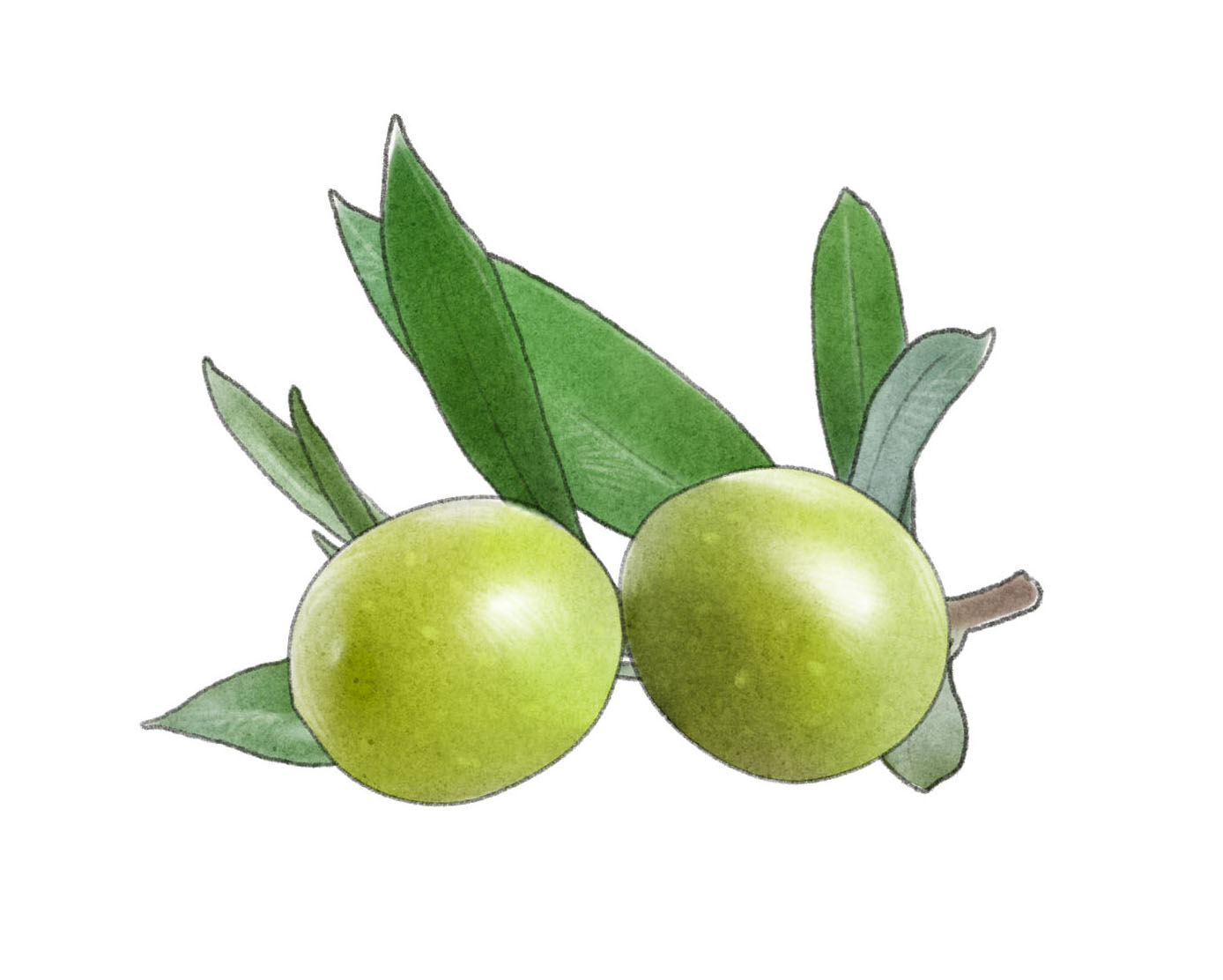 olivkvist