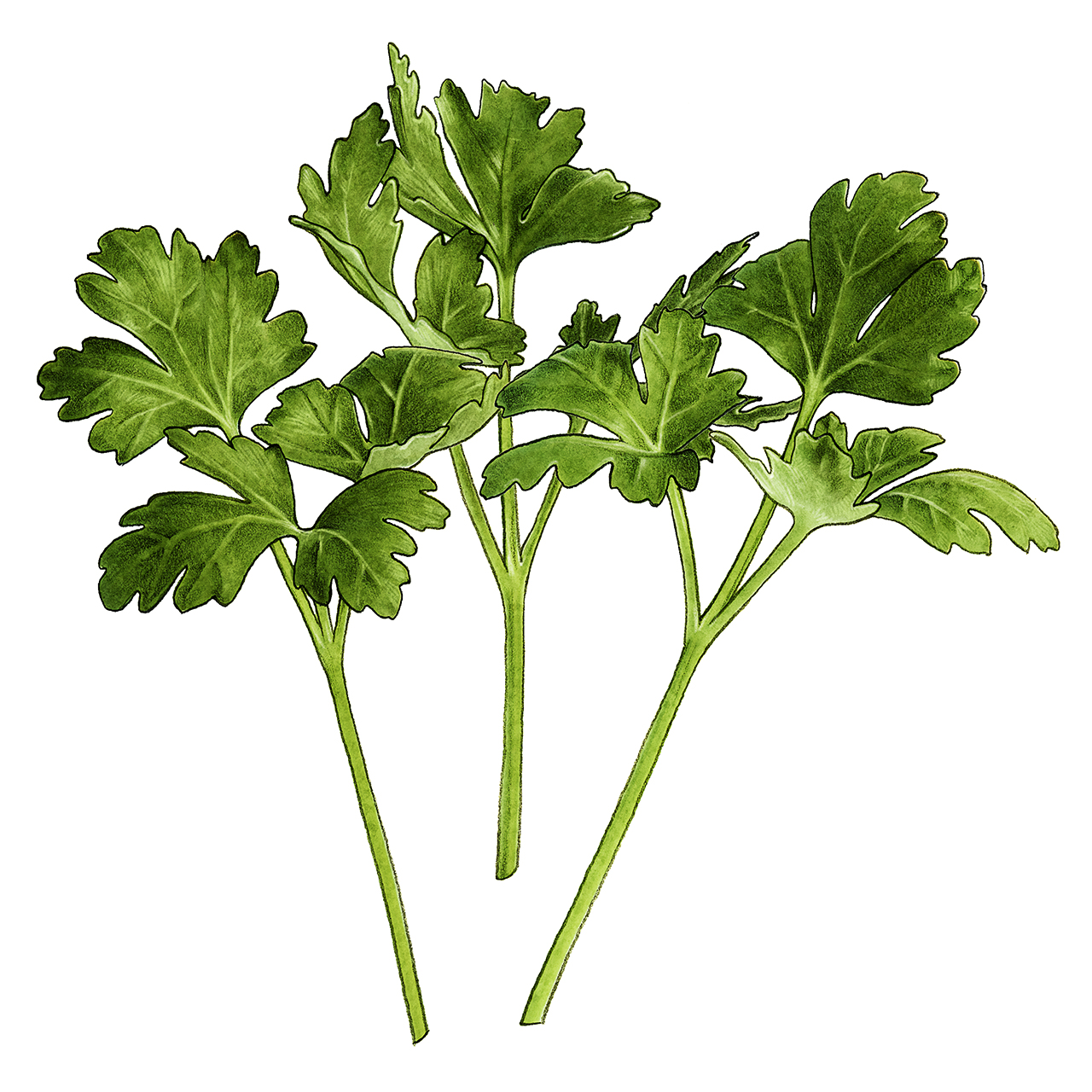 parsleyzeta