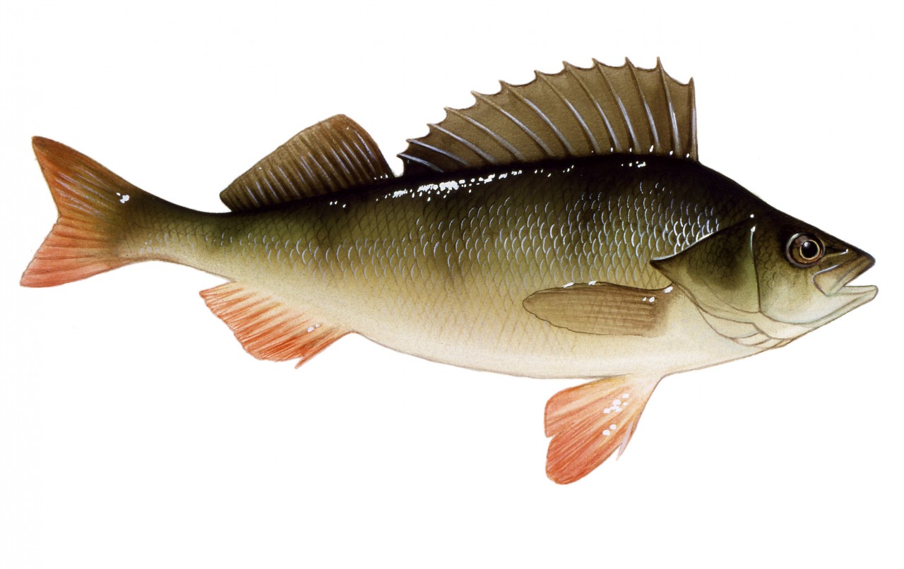 perch