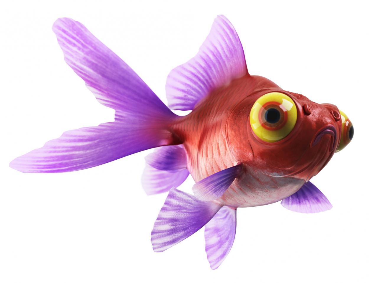 puplegoldfish