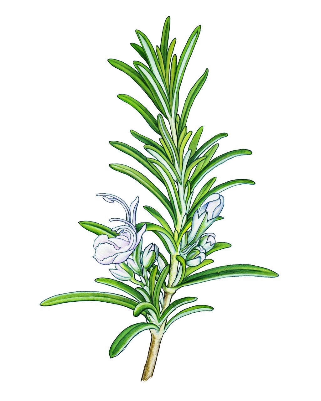 rosemaryparssonskorvar