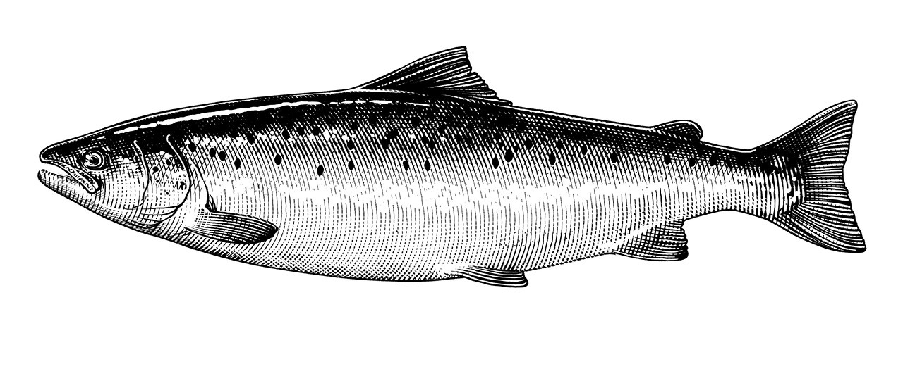 salmon