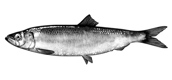 salmon