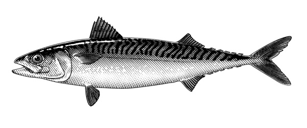 salmon