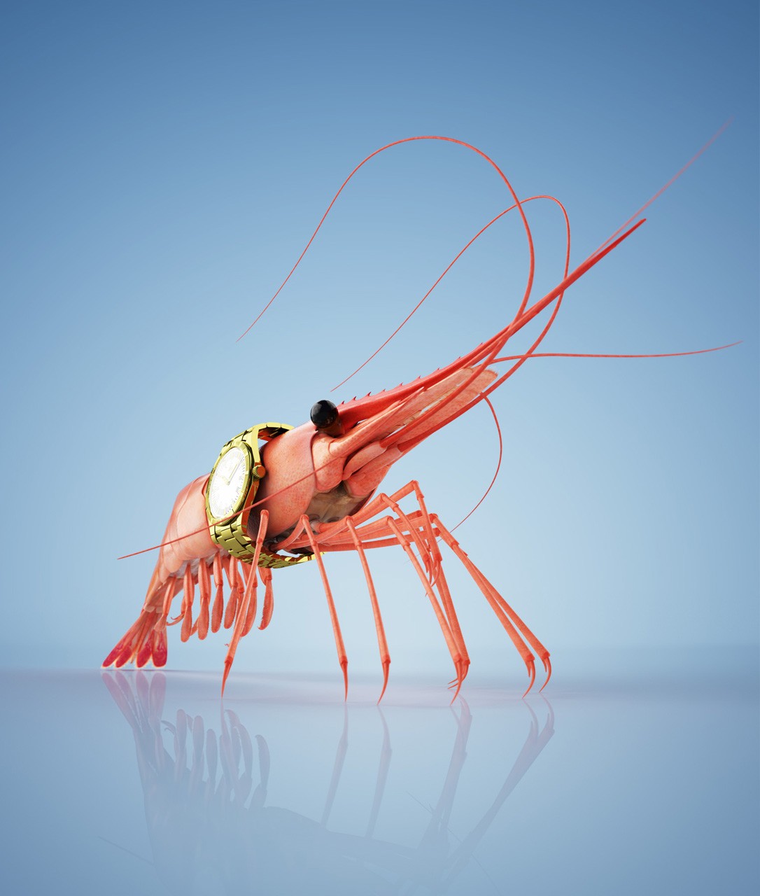 shrimp50year