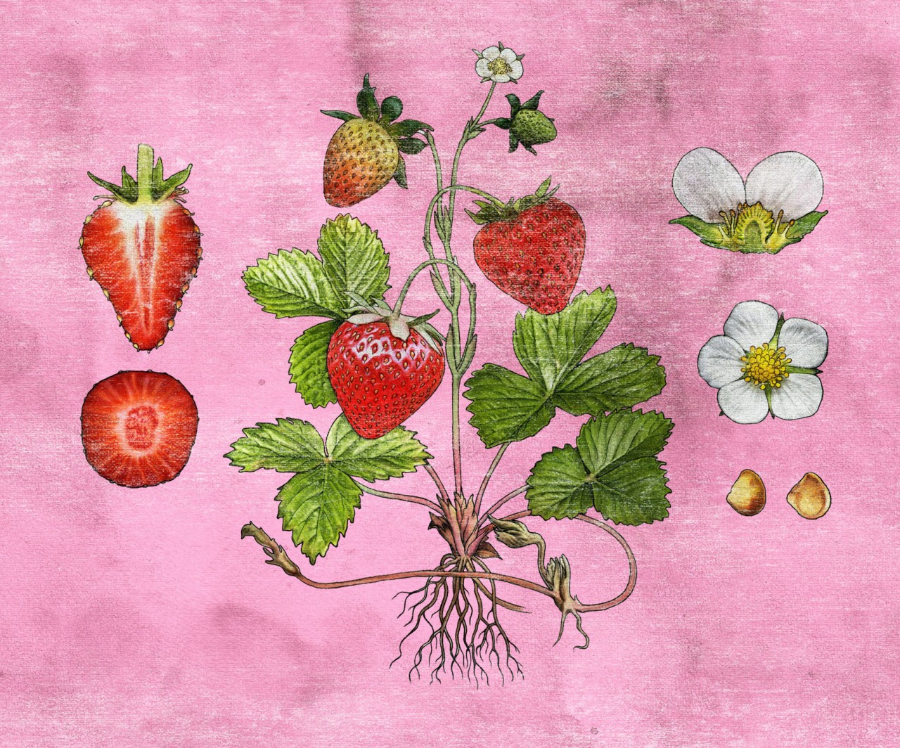 siastrawberry