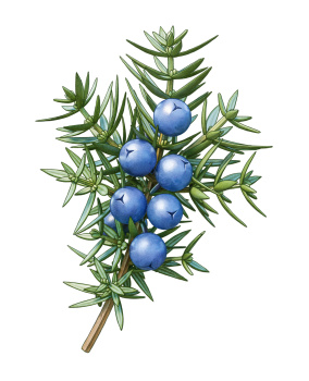 juniper