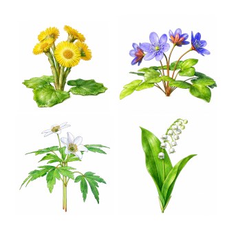 springflowers