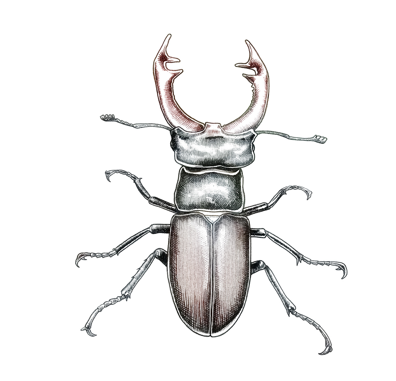 stampbug