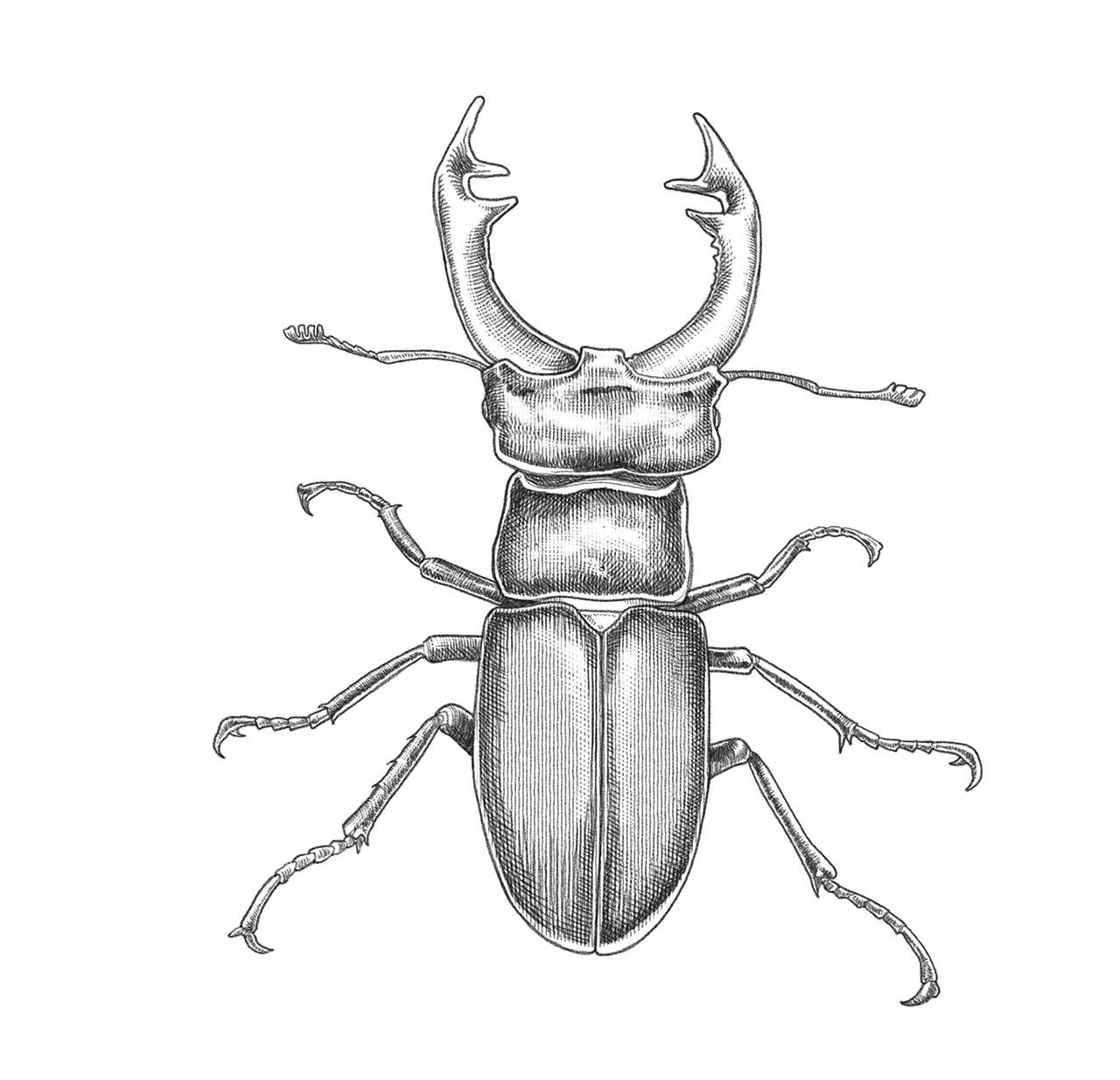 stampbug