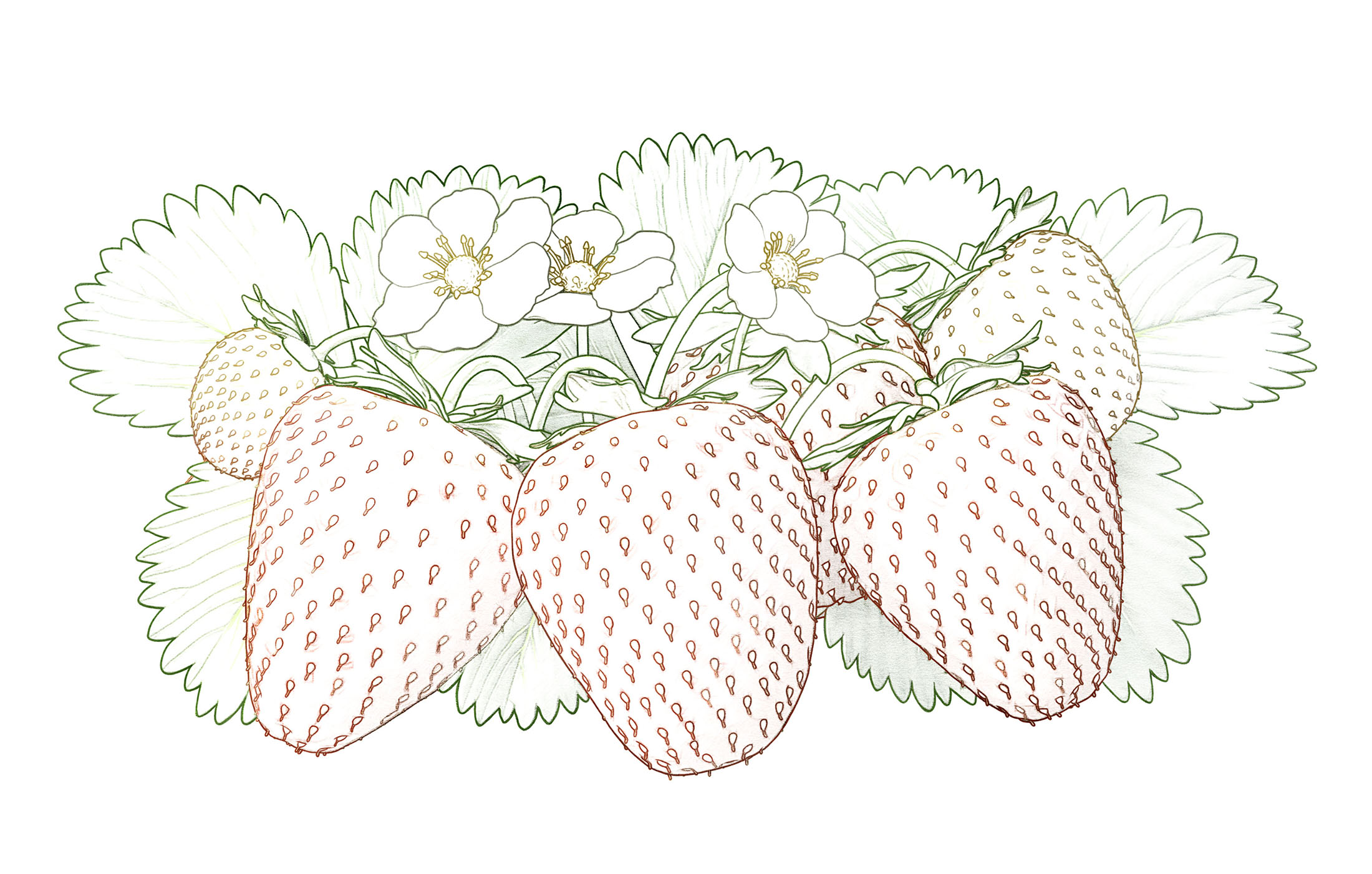 wildberrys