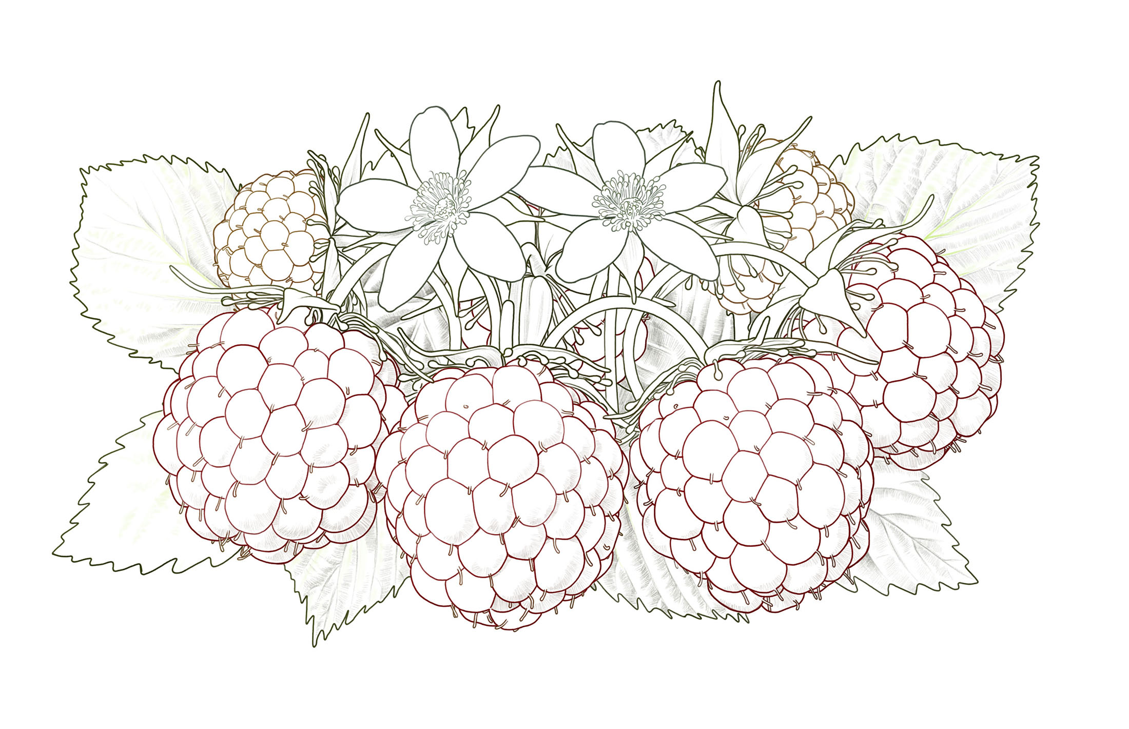 wildberrys