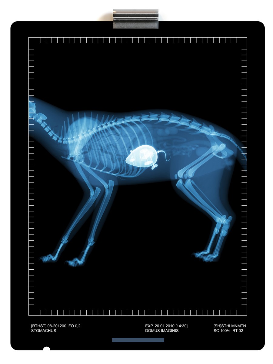xraycat