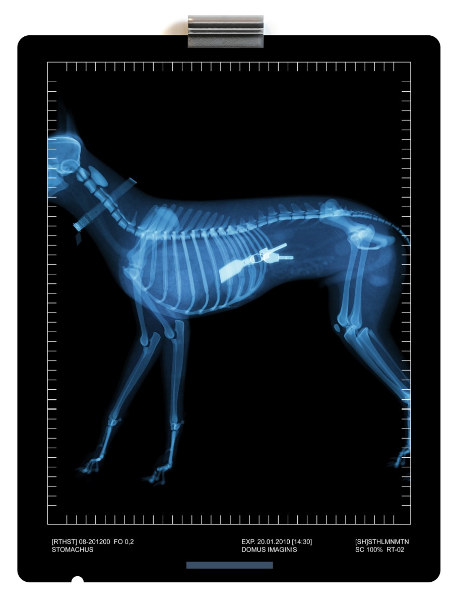 xraycat