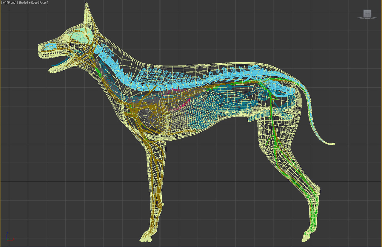 xraycat