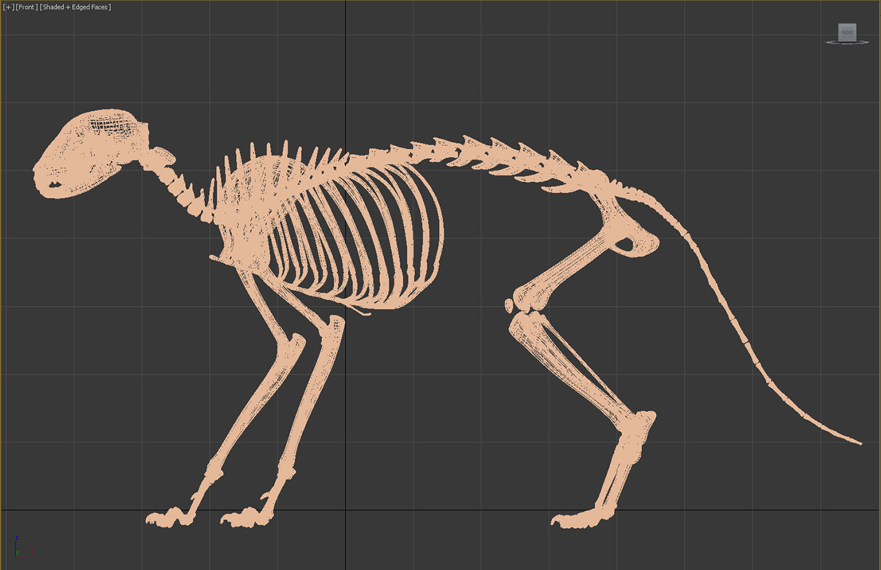 xraycat